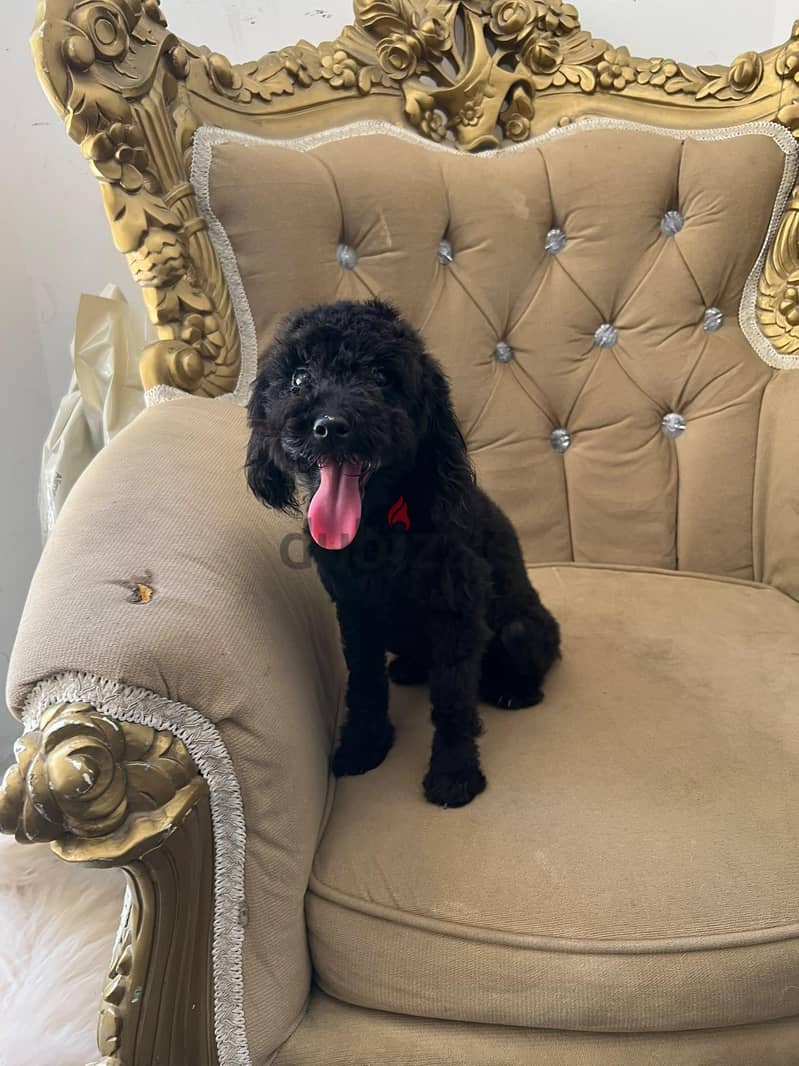 black poodle boy 2