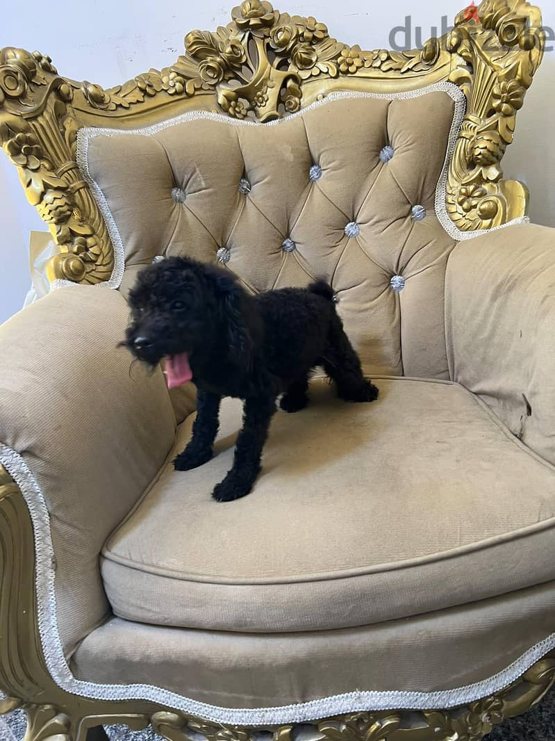 black poodle boy 3