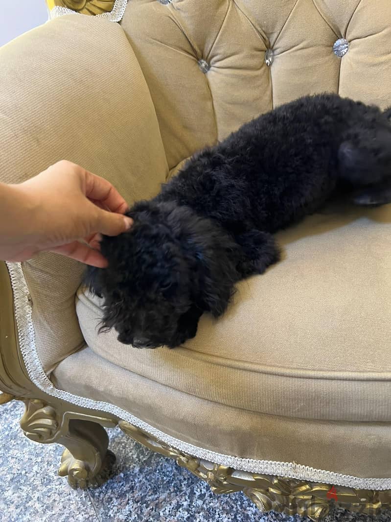 black poodle boy 4