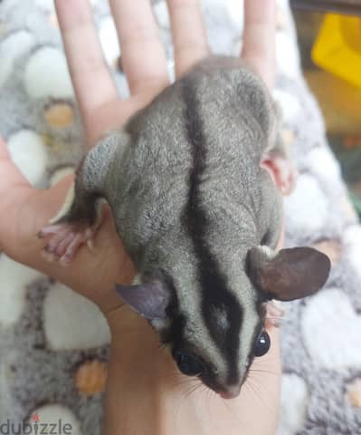 سنجاب Sugar Glider