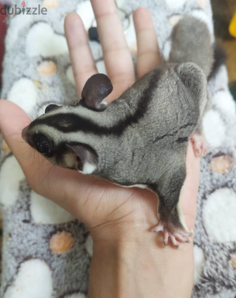 سنجاب Sugar Glider 1