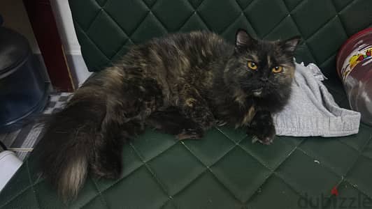 Persian Cat