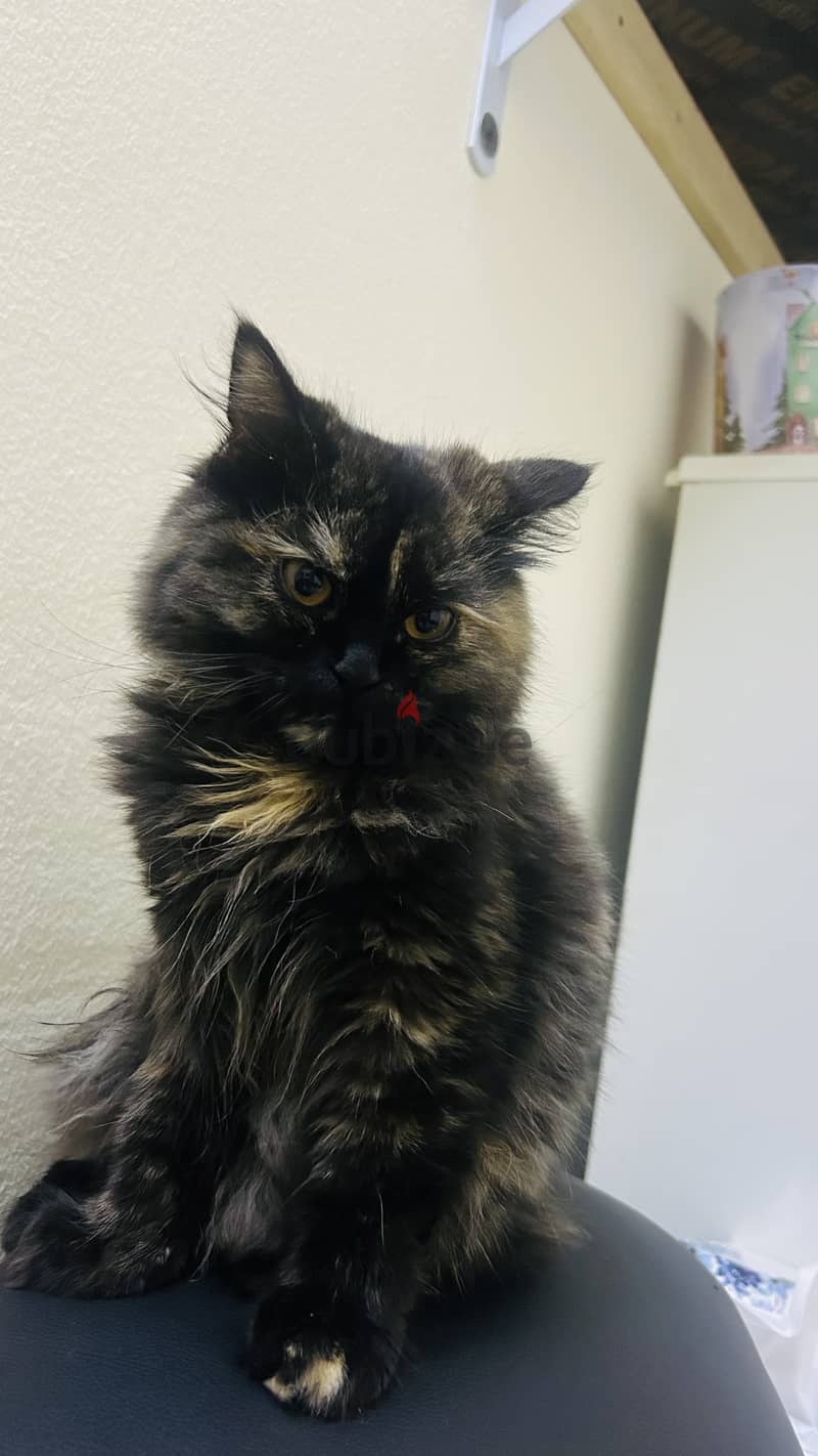 Persian Cat 1