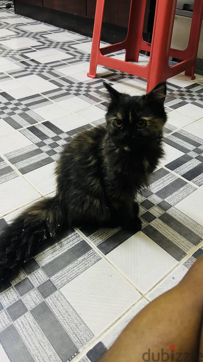 Persian Cat 2