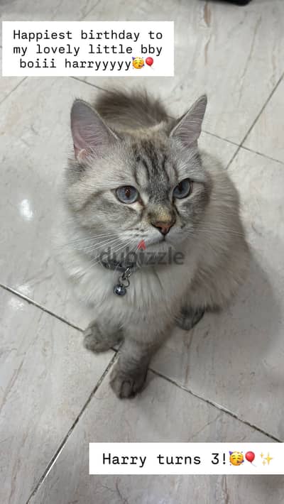 Male cat for adoption