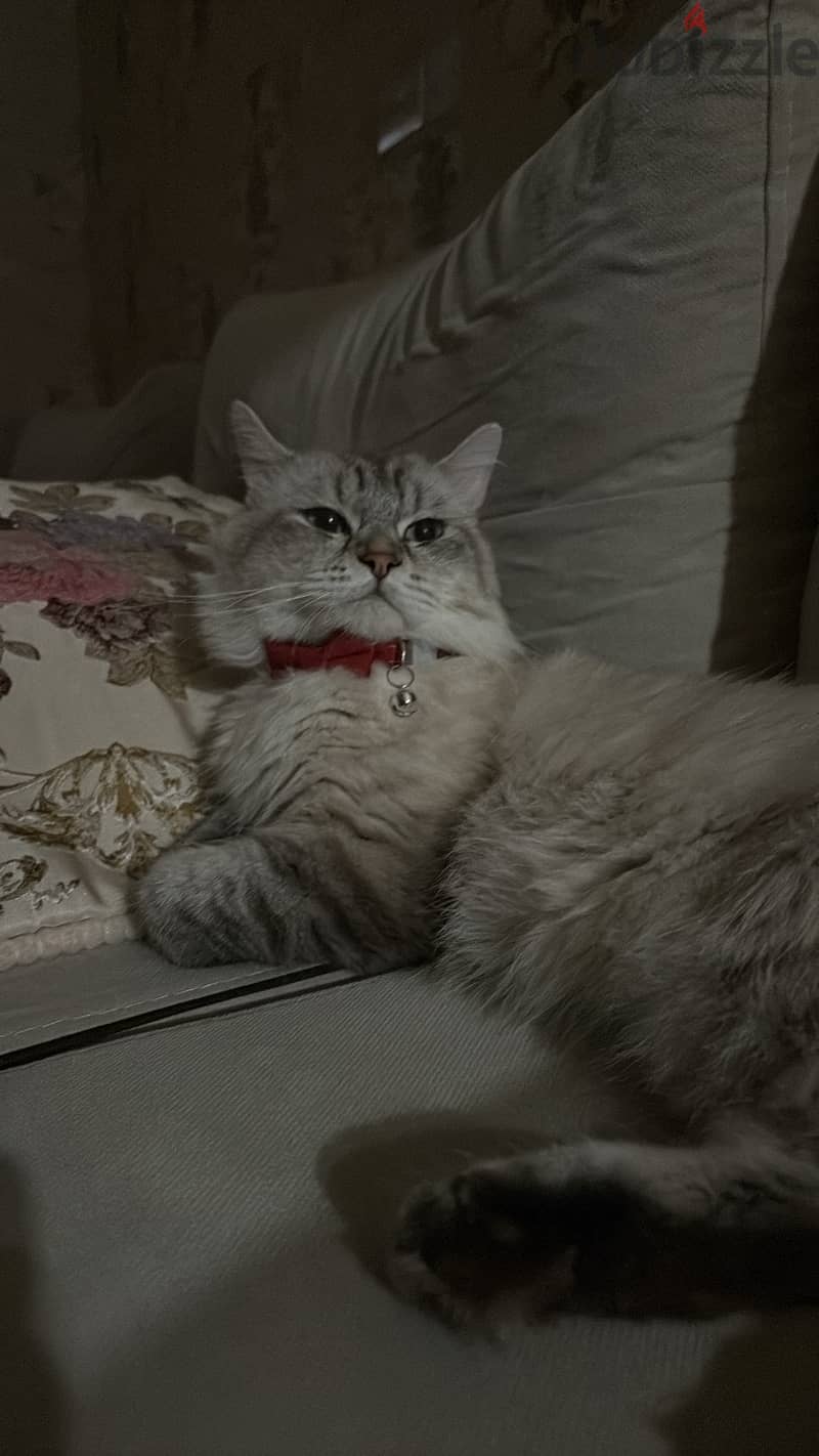 Male cat for adoption 1