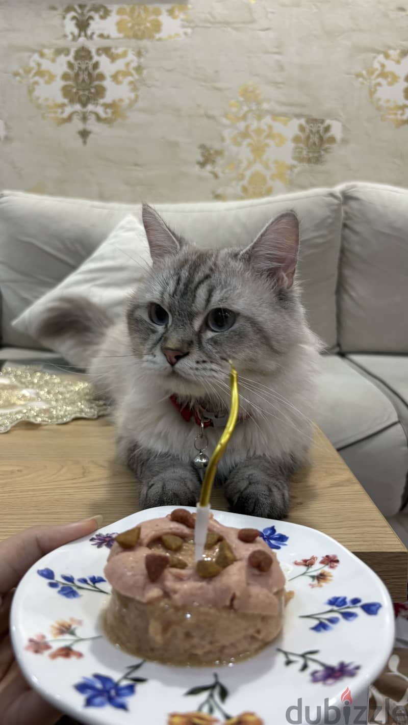 Male cat for adoption 2