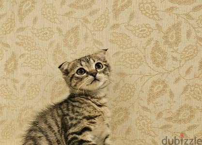 Scottish fold فولد