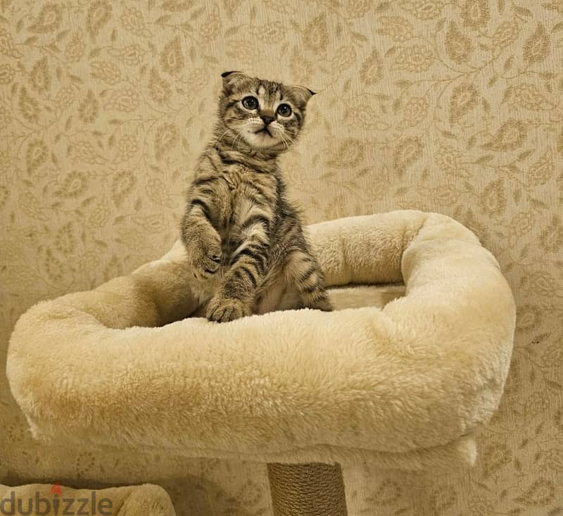 Scottish fold فولد 1