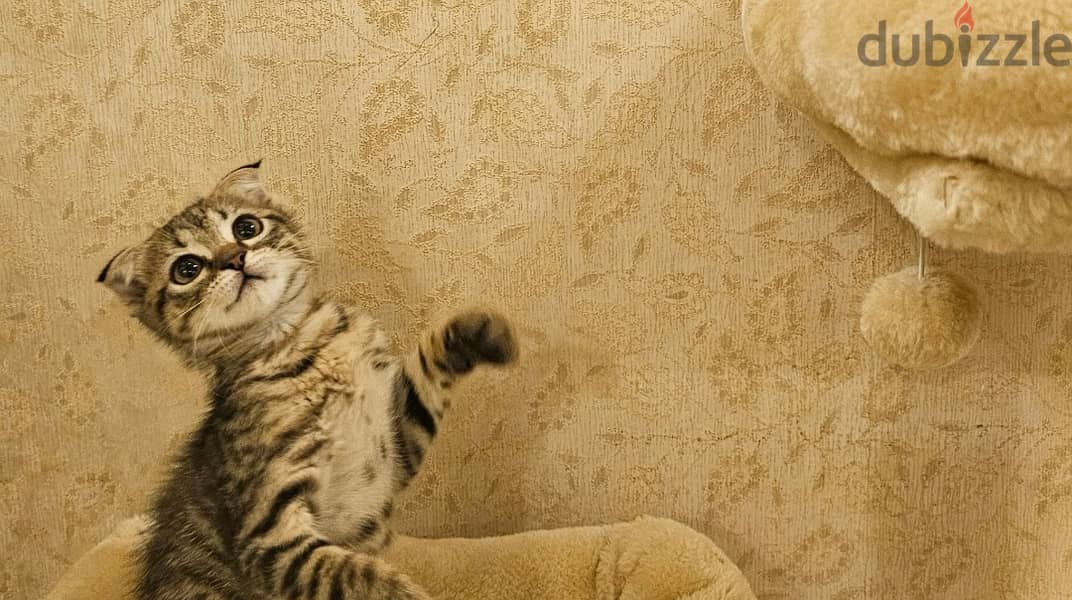 Scottish fold فولد 2