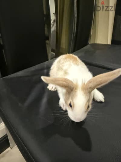 Rabbit for sale