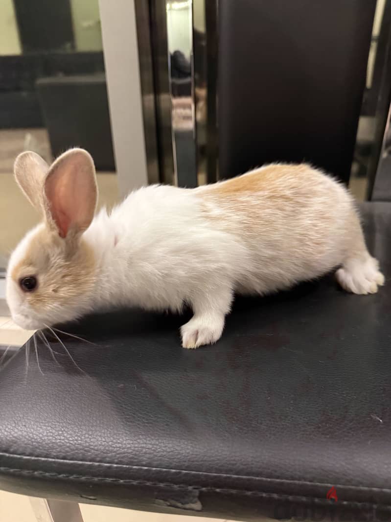 Rabbit for sale 1