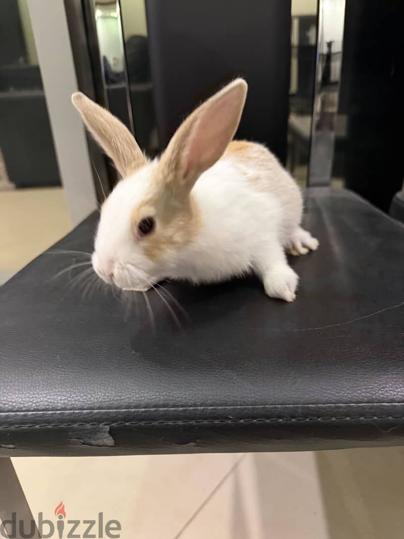 Rabbit for sale 2