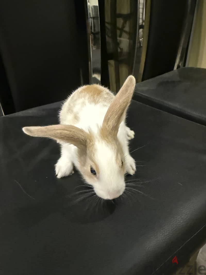 Rabbit for sale 3
