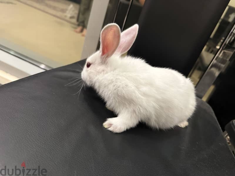 Rabbit for sale 4