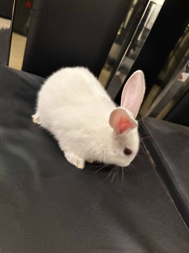 Rabbit for sale 5