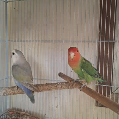 love bird with big cage