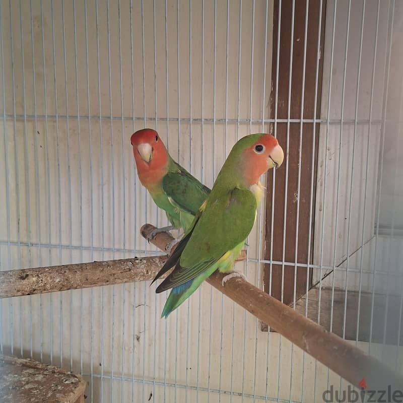 love bird with big cage 1