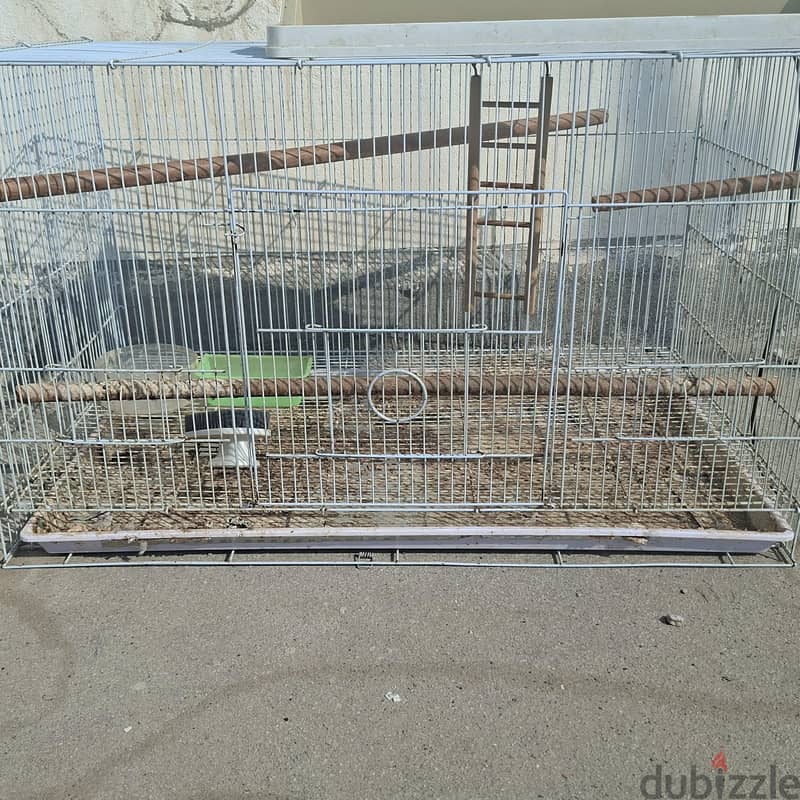 love bird with big cage 2