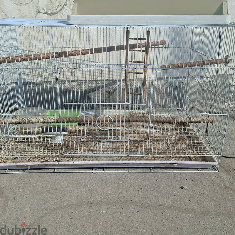 love bird with big cage 3