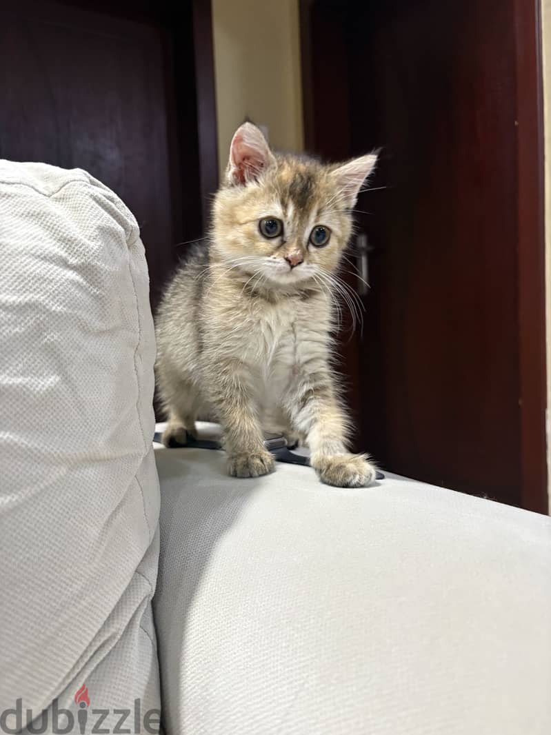 Female kitten for adoption (treating fungal infection) 1