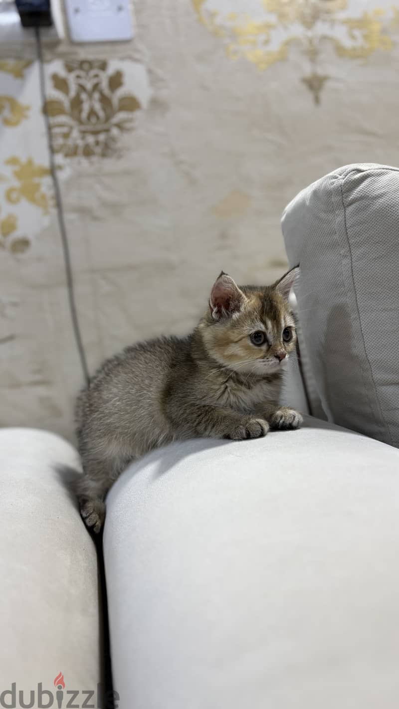 Female kitten for adoption (treating fungal infection) 2