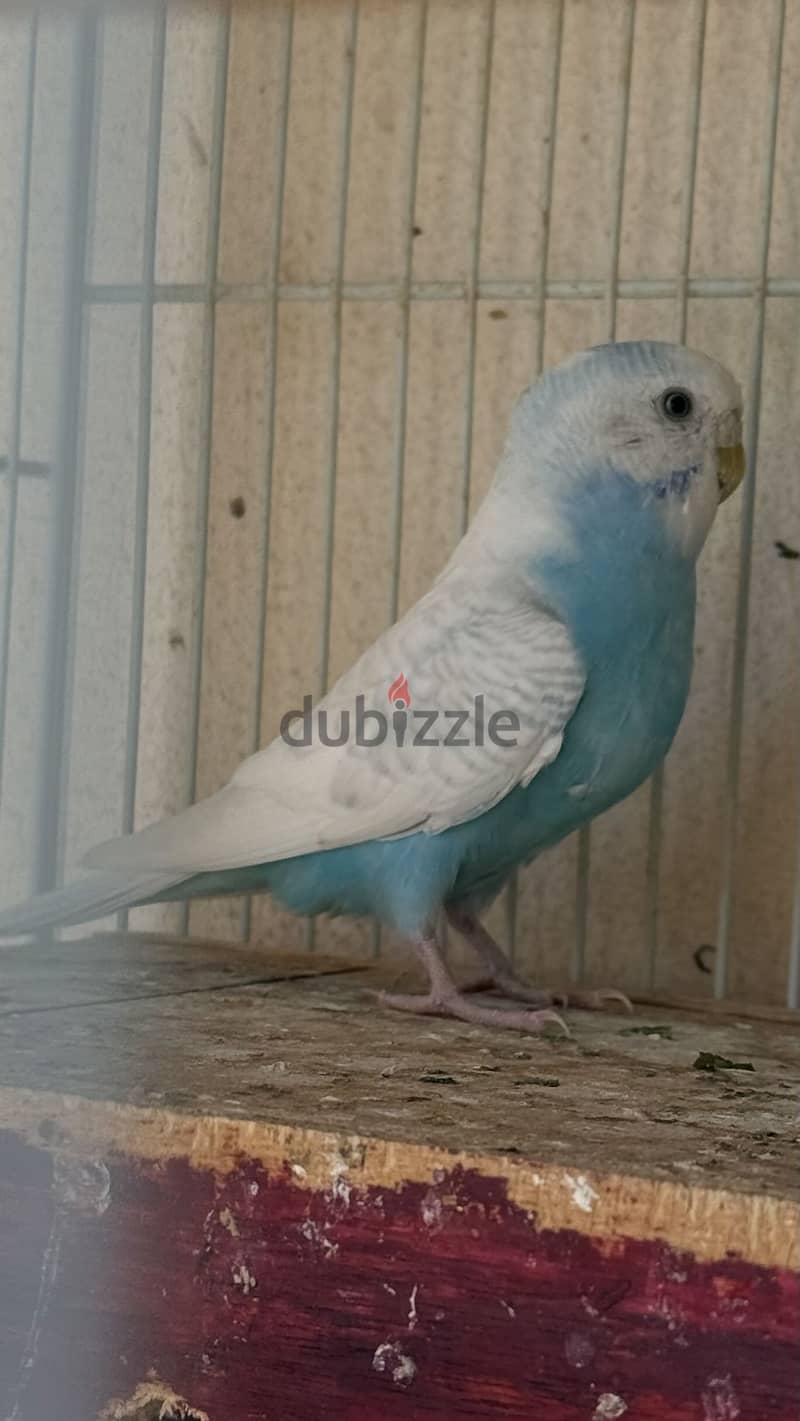 Budgie pair 1