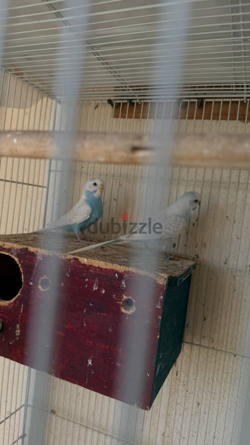 Budgie pair 2