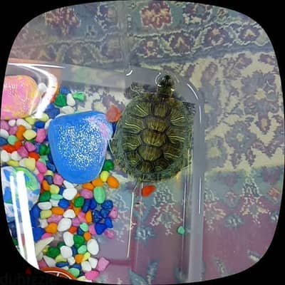 Turtle medium size
