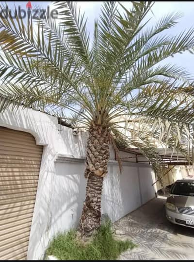 نخل خلاص للبيع