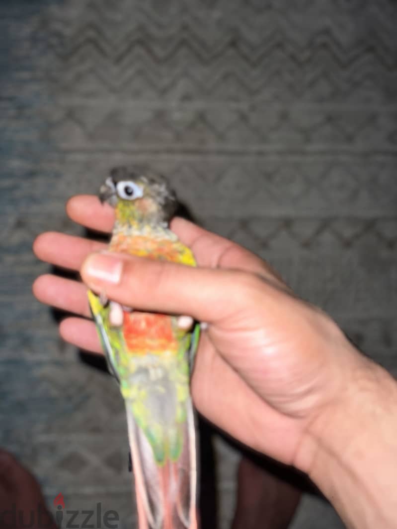 كنيور 2