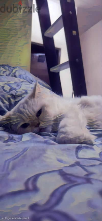 White persian cat for adoption