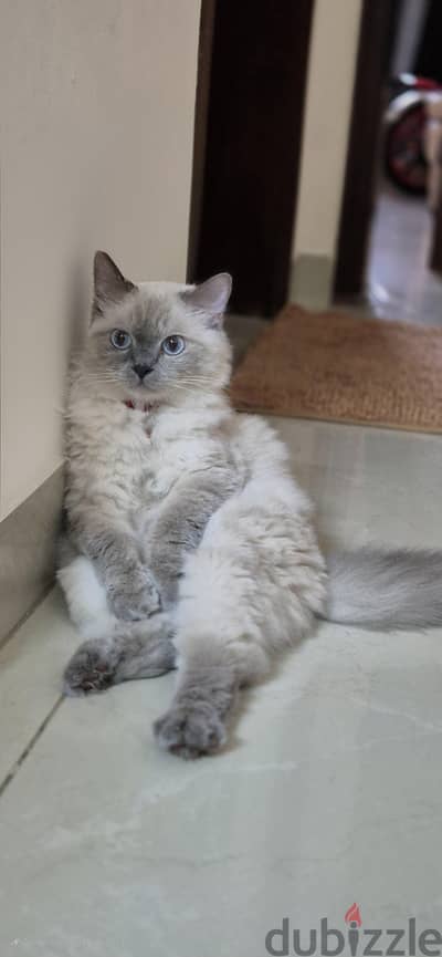 Adoption - Himalayan Cat