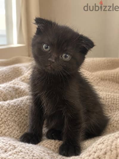 سكوتش فولد Scottish Fold