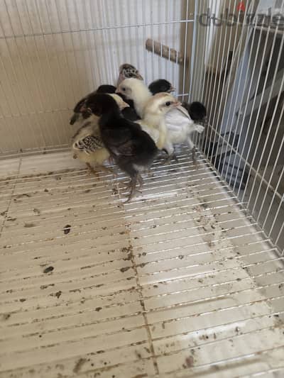 Chicken for sale