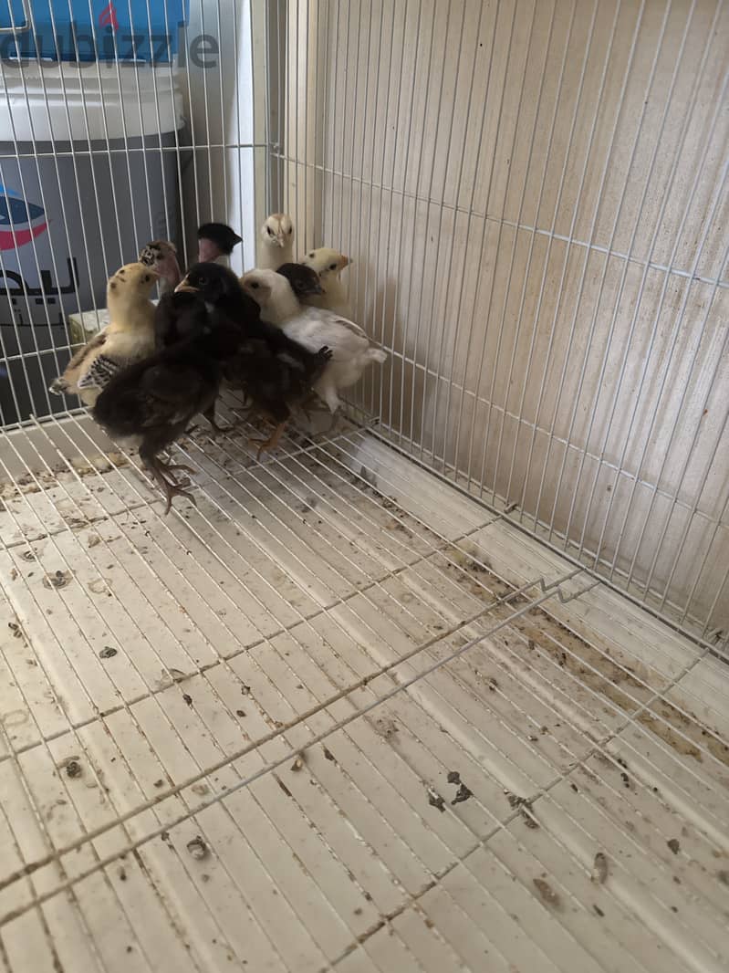 Chicken for sale 1