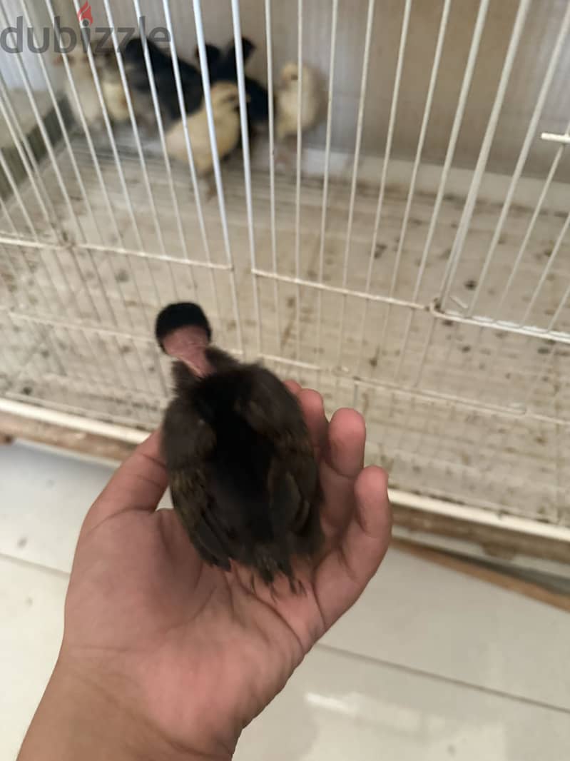 Chicken for sale 2