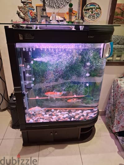 Big Fish Aquarium (Unique and Exclusive)
