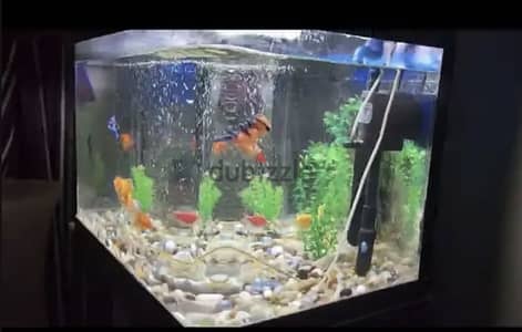 Aquarium with cupboard stand