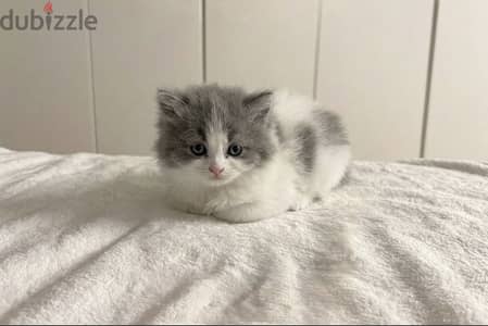 قطه كتكوته