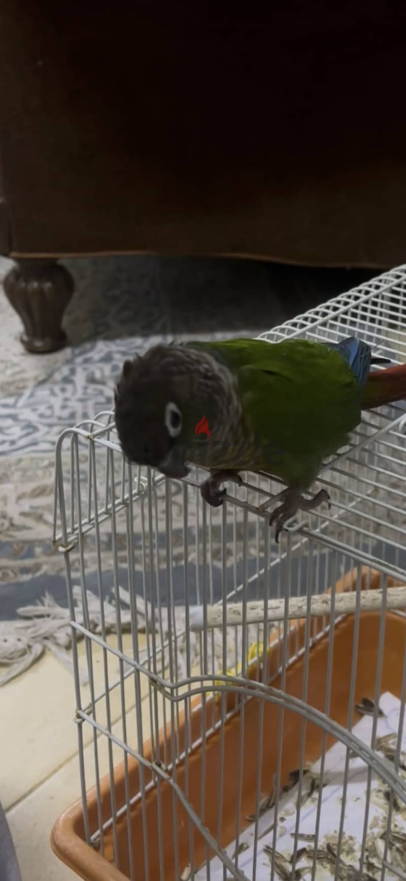 للبيع: كنيور جرين شيك (Green-Cheeked Conure) 2