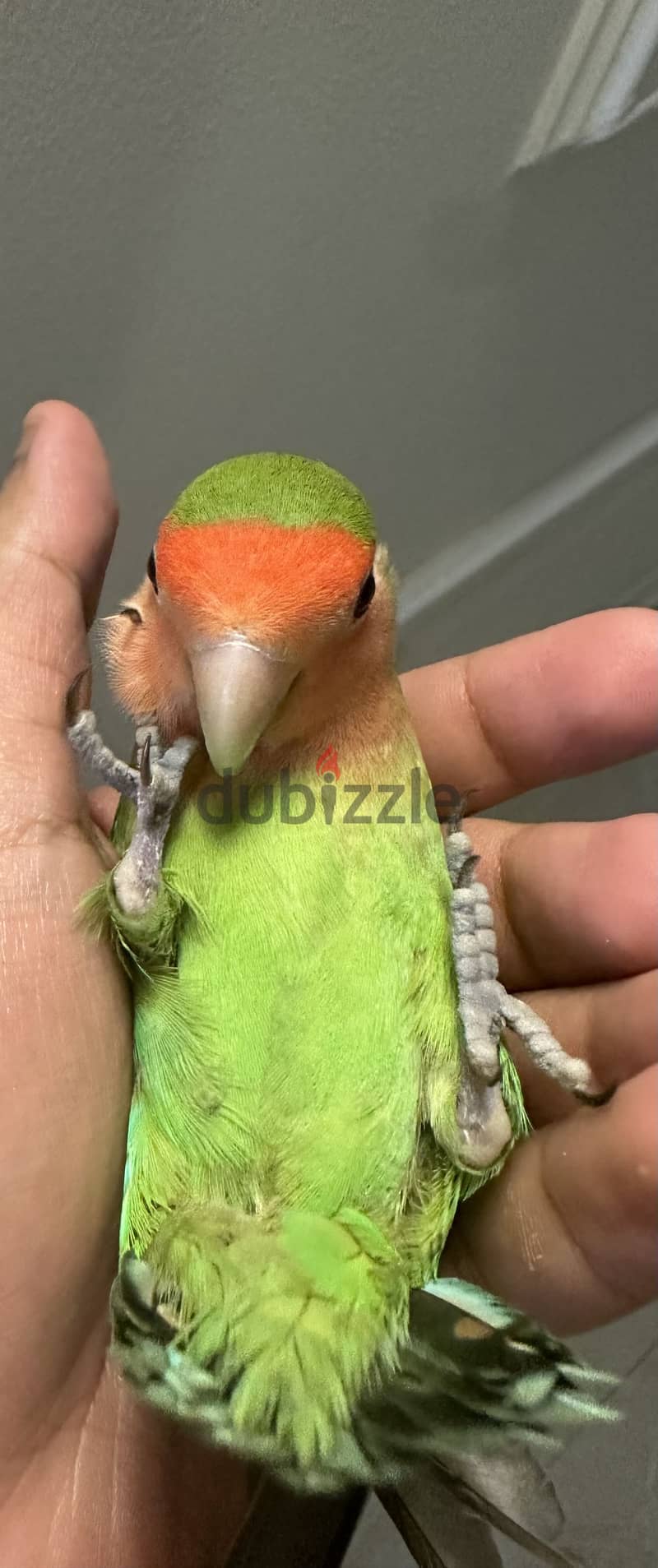 للبيع زوج روز أليف جدًا ويقلبون على اليد مافي عض 2