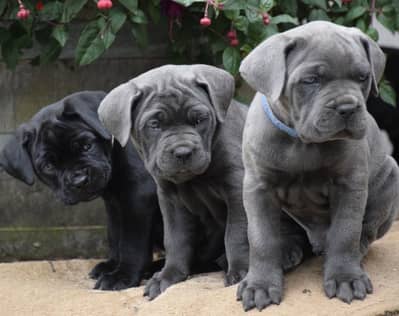 Cane Corso