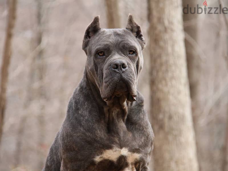Cane Corso 2