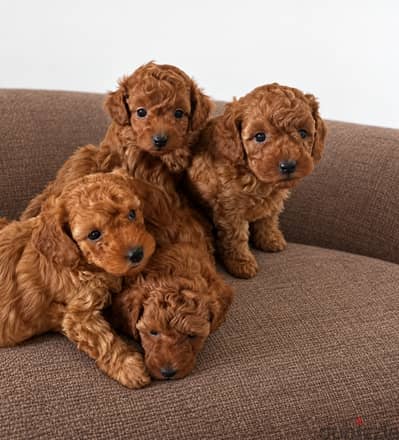 Mini toy poodle