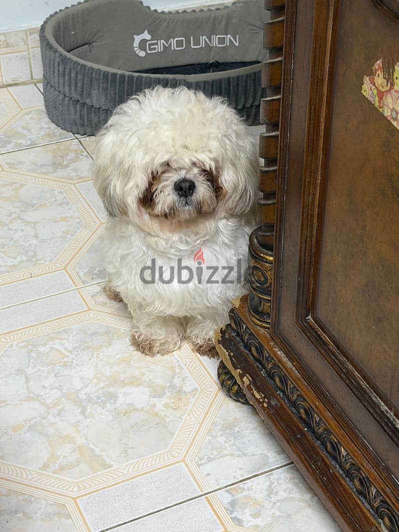 Female dog for adoption 1
