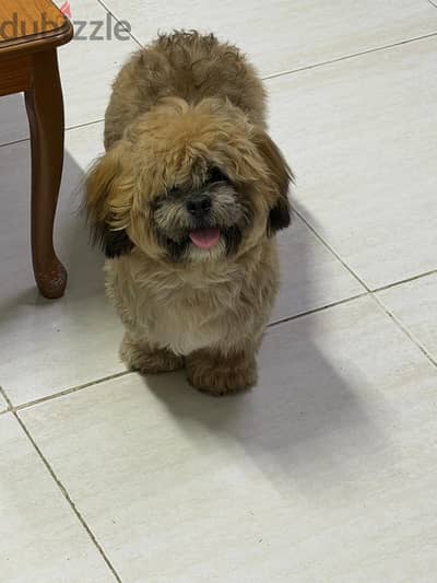  Male Shih Tzu Puppy for Rehoming