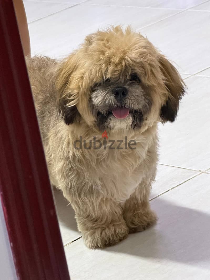  Male Shih Tzu Puppy for Rehoming 1