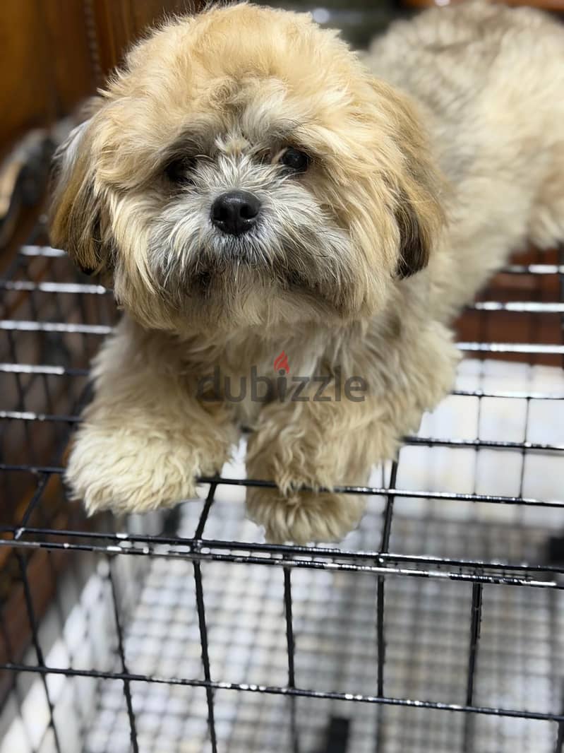 Male Shih Tzu Puppy for Rehoming 4