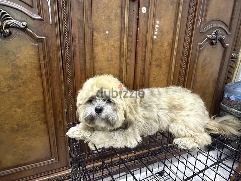  Male Shih Tzu Puppy for Rehoming 5